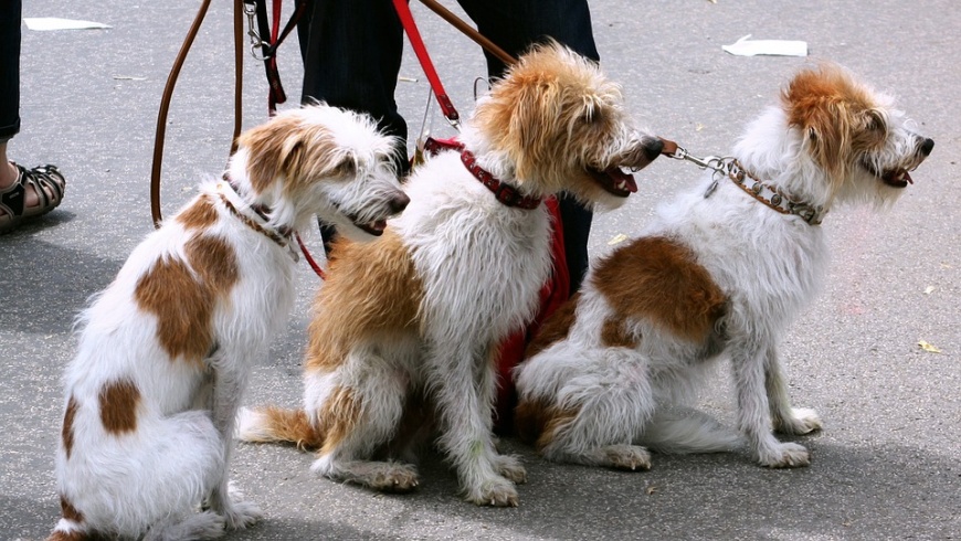 Hundeausführen