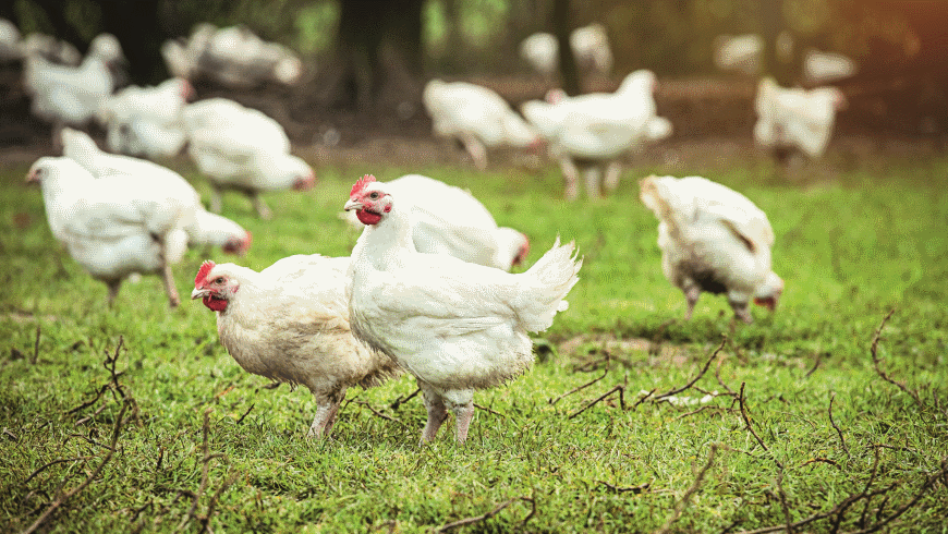 Kaufland: Hähnchen aus tierwohlgerechter Haltungsform