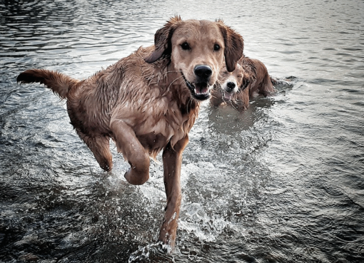 Hunderegister Berlin - Foto: Pixabay