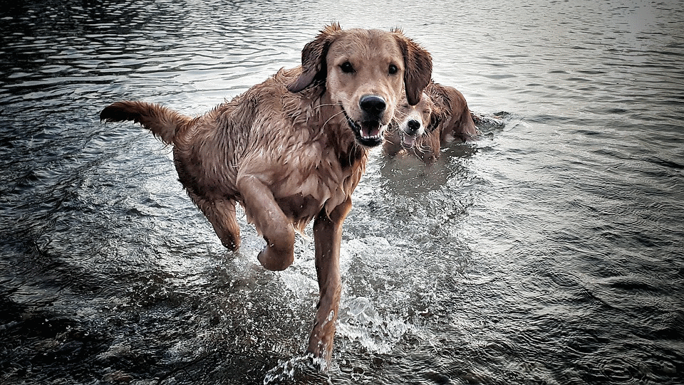 Hunderegister Berlin - Foto: Pixabay