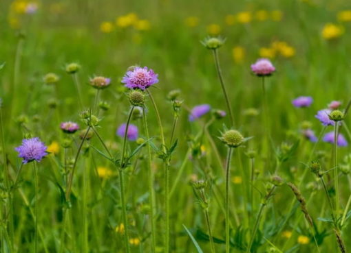 Wiese mit Acker-Witwenblume