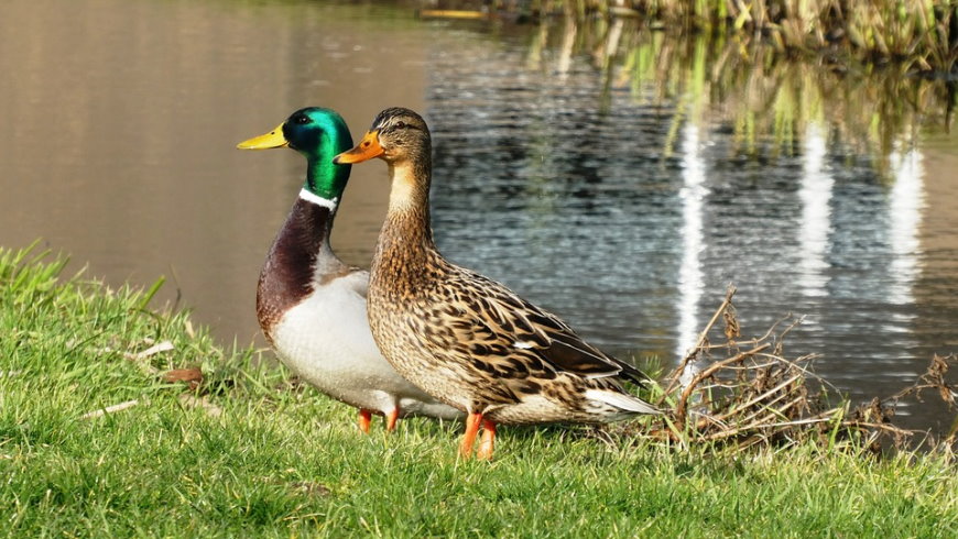 Stockenten-Paar