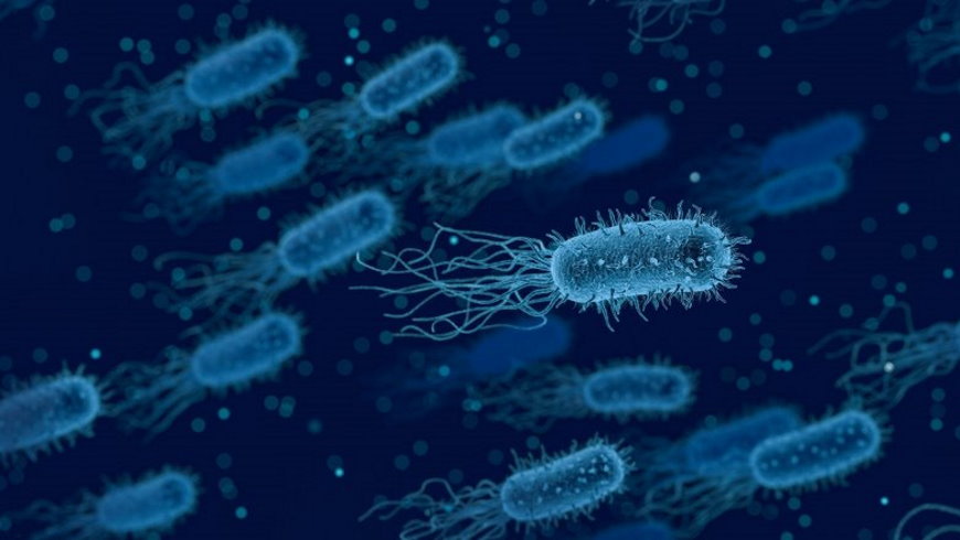 Legionella pneumophila