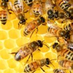 Woher kommt der Honig? – Neue EU-Regeln gelten 14. Juni