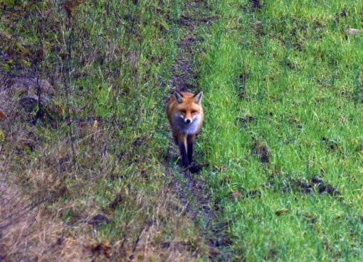 Fuchs (Canis vulpes)