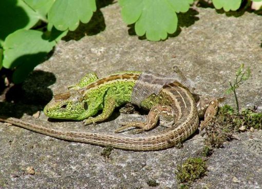 Zauneidechse (Lacerta agilis)