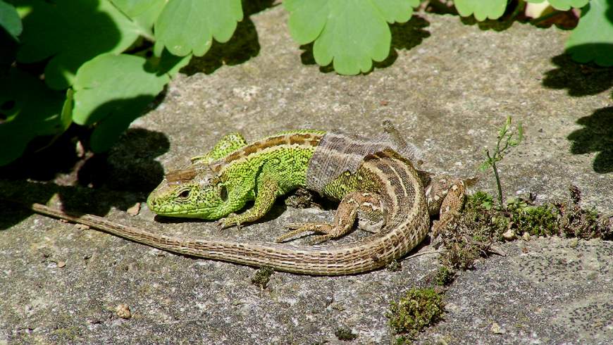 Zauneidechse (Lacerta agilis)