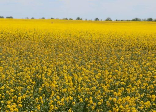 Bilder vom Stadtrand: Rapsfeld im Mai