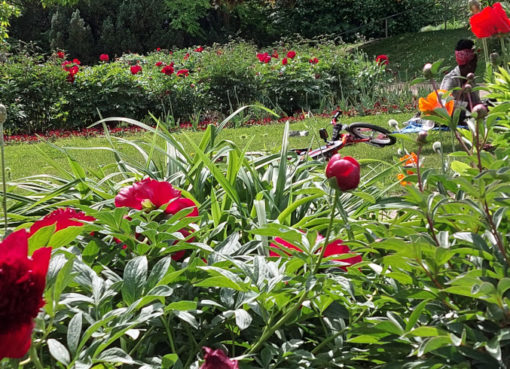 Rote Pfingstrosen im Rosen- und Staudengarten im Treptower Park