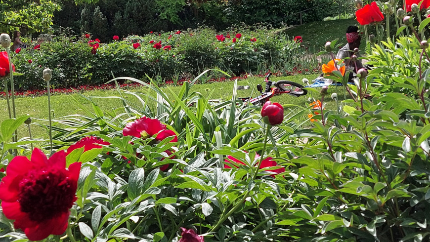 Rote Pfingstrosen im Rosen- und Staudengarten im Treptower Park