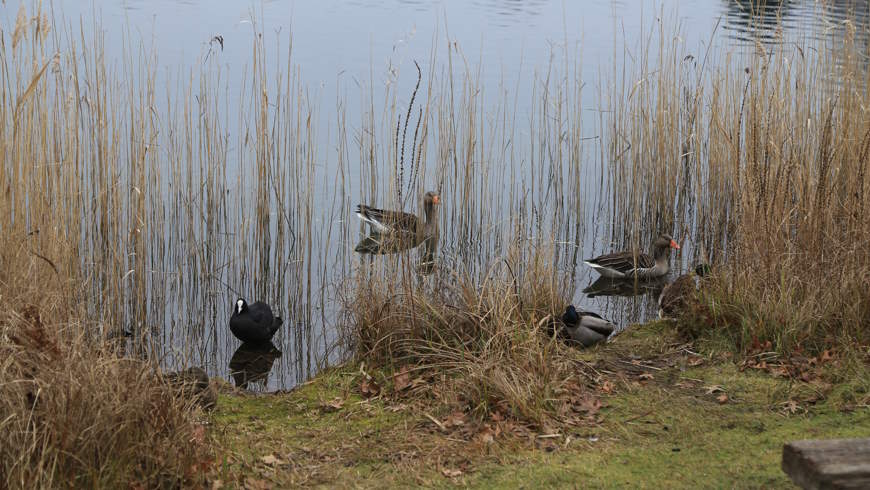 Graugänse, Blässhühner und Stockenten