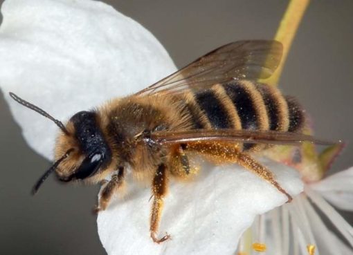 Sandbiene (Andrena flavipes)