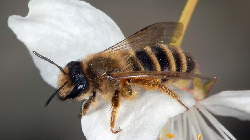 Sandbiene (Andrena flavipes)