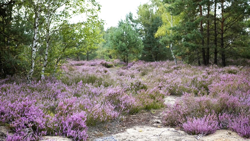 Lieberoser Heide, Erika blüht im August