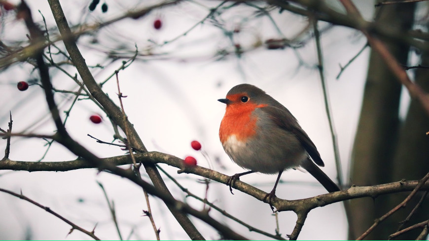 Unser in Europa lebendes Rotkehlchen (Erithacus rubecula)