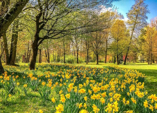 Kurpark mit Narzissen