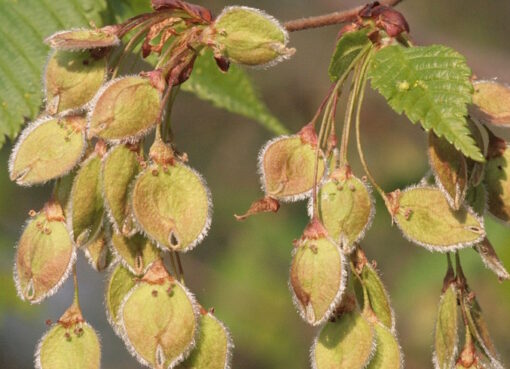 Flatter-Ulme (Ulmus laevis)