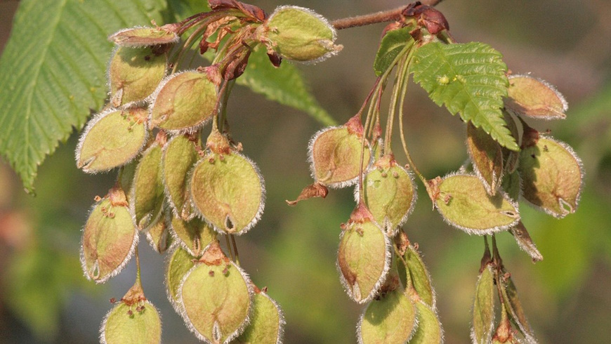 Flatter-Ulme (Ulmus laevis)