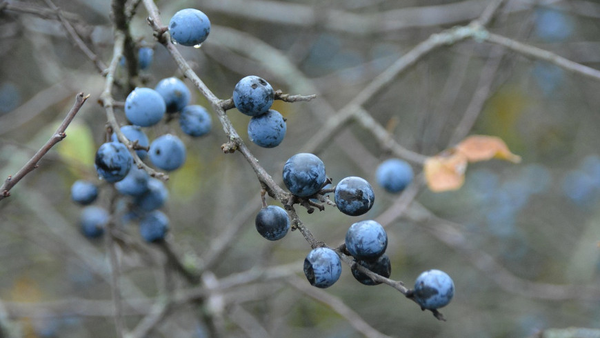 Schwarzdorn-Beeren sehen aus wie Blaubeeren an Sträuchern