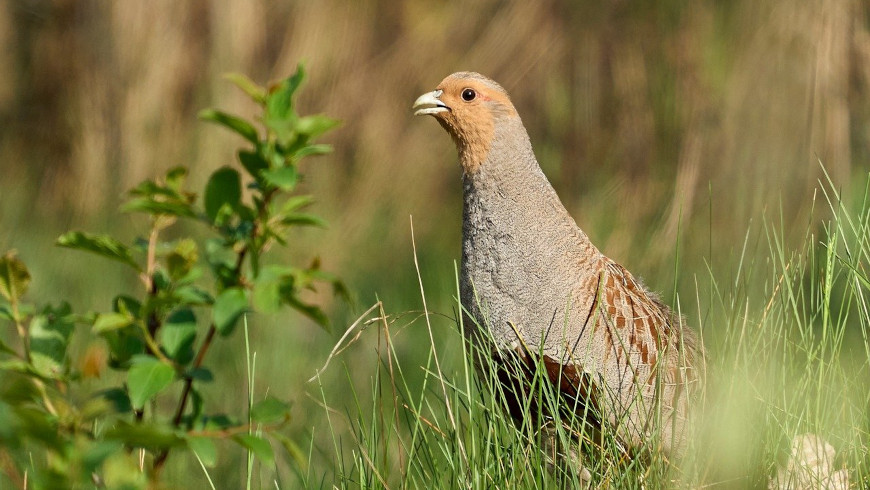 Rebhuhn ist Vogel 2026