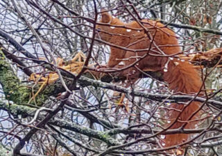 Eichkater nach Winterruhe gesichtet