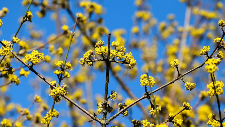 Kornelkirsche blüht schon im Februar/März in Berlin.