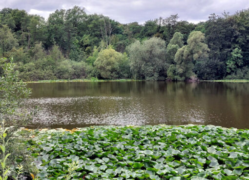 Blick auf den Teufelssee in Köpenick