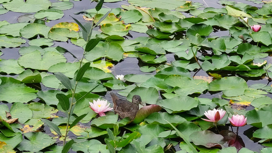 Eine Ente zwischen den Seerosen